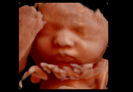 Little 4D/HD Giraffe